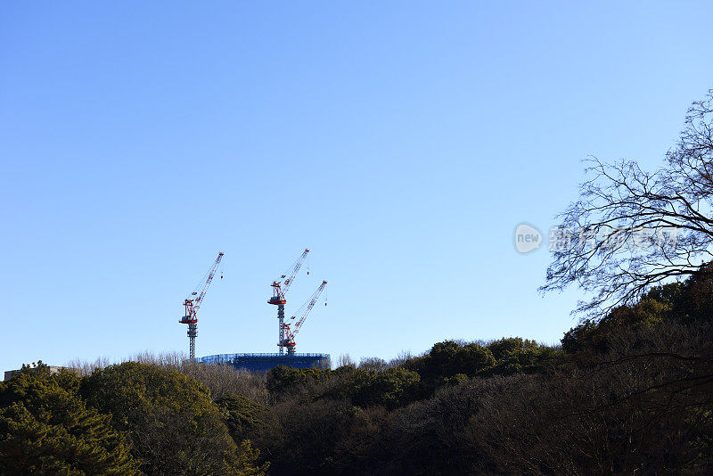 从森林中看到天空晴朗的鹤