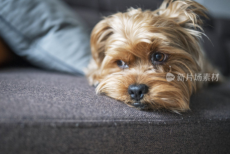 悲伤的约克郡犬。