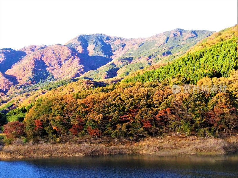 日本。11月的晴朗天气。日本山区的金色秋天。