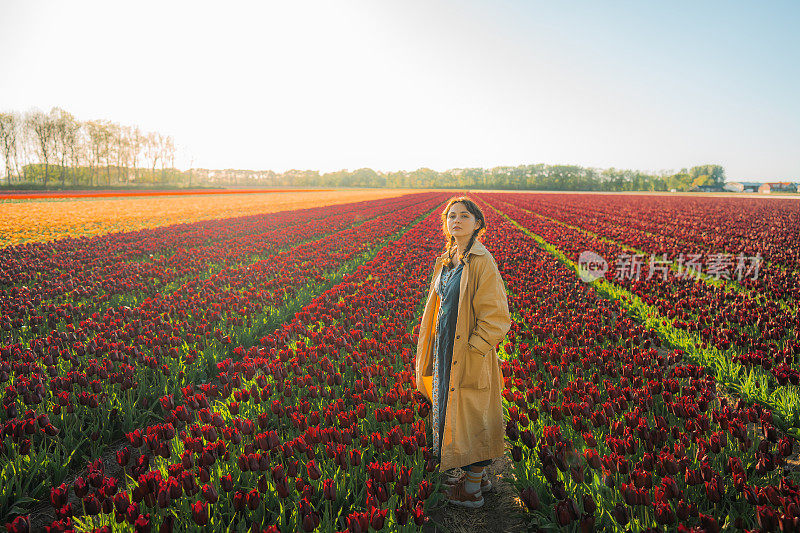 荷兰郁金香田里的女人