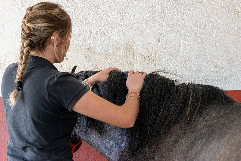 年轻的女孩正在梳理纯种马的鬃毛