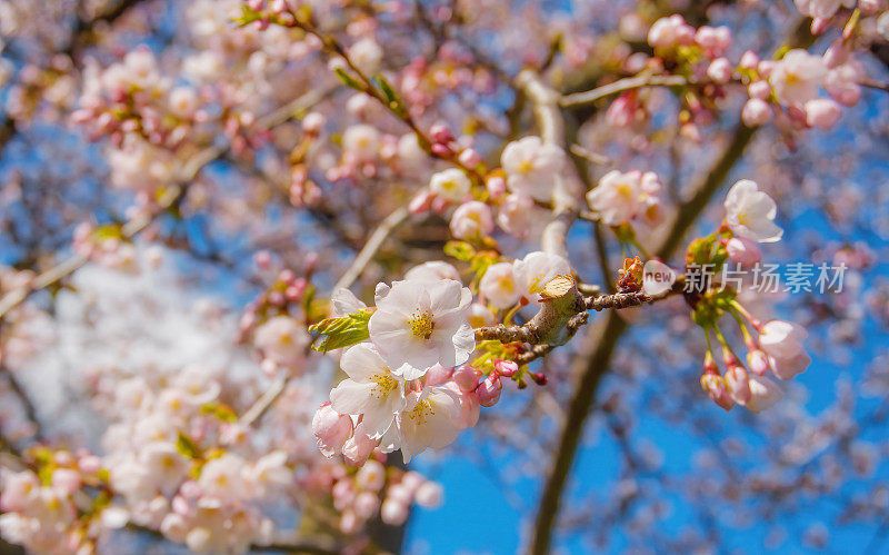 樱花