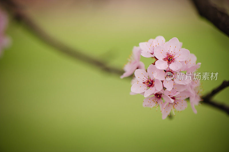 春天粉红色的花