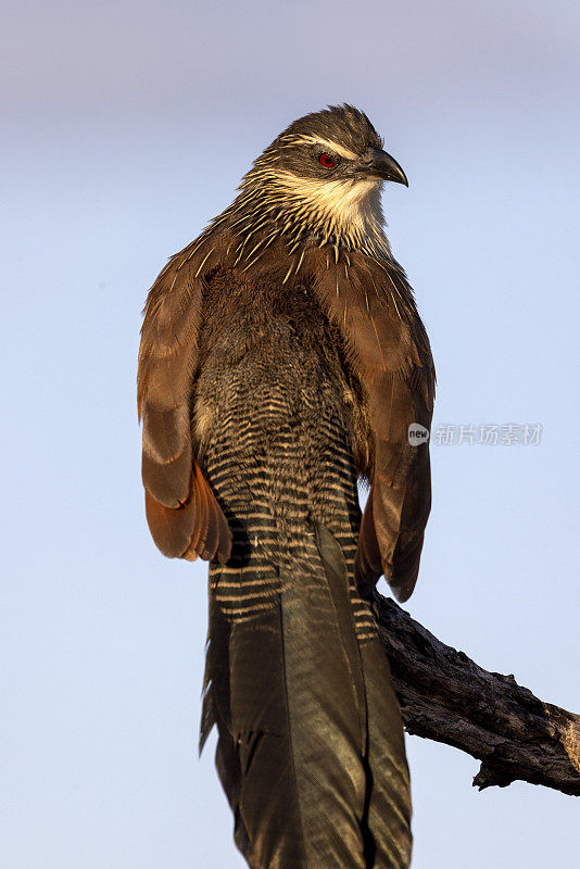 塞内加尔Coucal