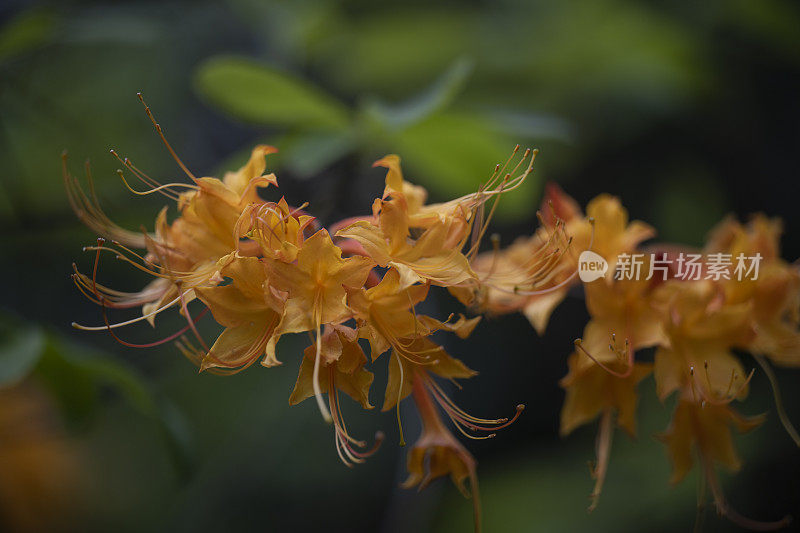 杜鹃花丽莎的金杜鹃花