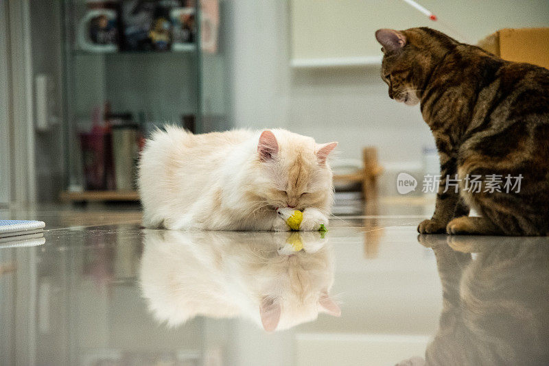 两只猫在瓷砖地板上玩猫玩具