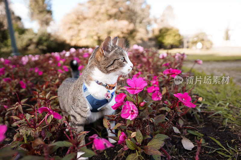 好奇的猫在花丛中