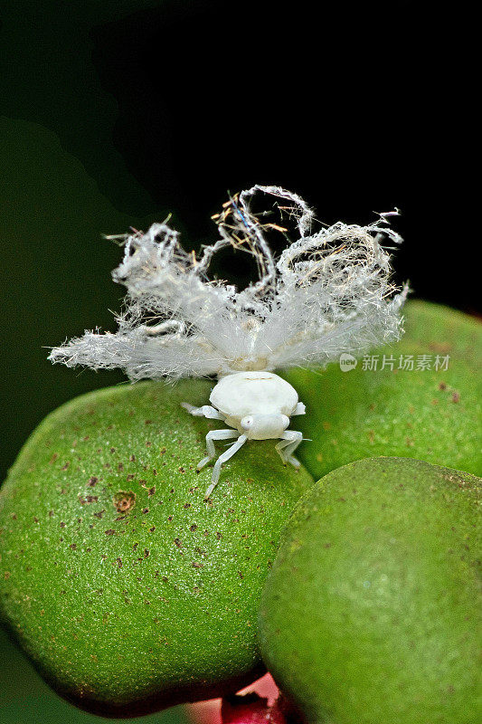 蚜虫对动植物昆虫行为的影响。