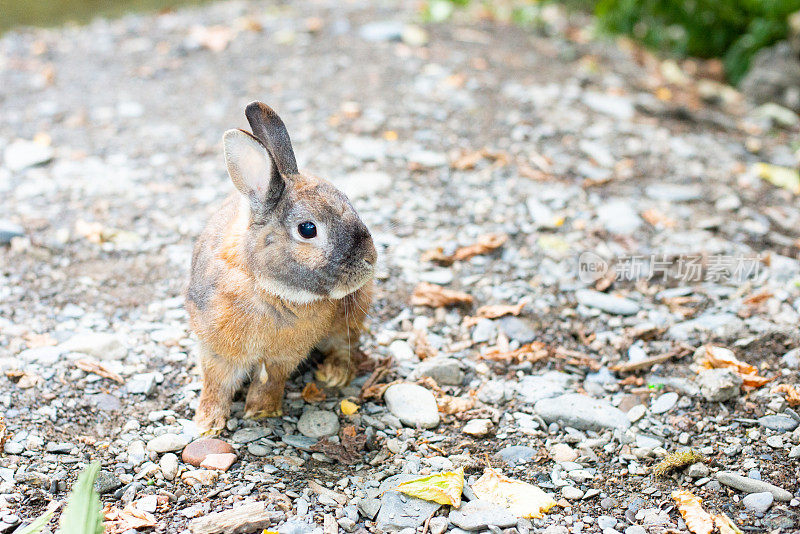 大自然中的幼兔，乡村中的野生动物，森林中的哺乳动物