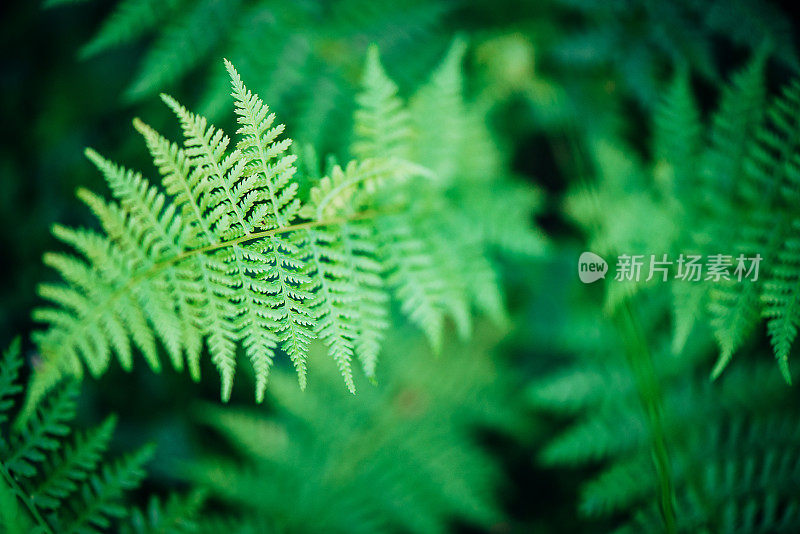 宏观背景摘要自然主题:蕨类植物叶子的特写