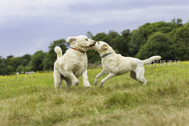 拉布拉多和Labradoodle