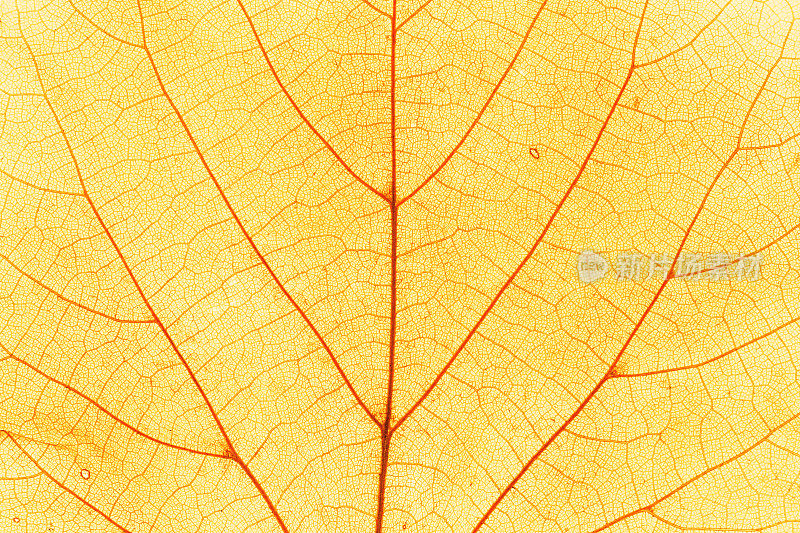 秋日黄榆叶微距照片，以自然纹理为自然背景。秋天的审美背景与黄叶纹理紧密相连的脉络，秋天的树叶，自然之美。