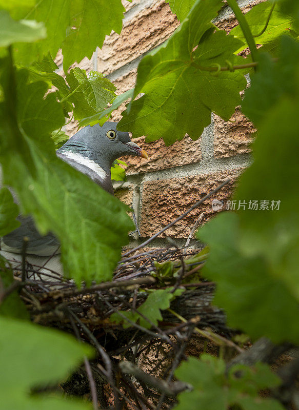 林中鸽在巢中