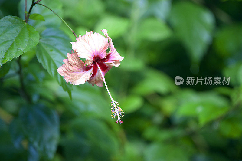 野生芙蓉花，乌维塔，哥斯达黎加