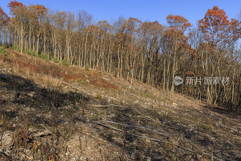 砍伐森林-为宾夕法尼亚州农村未来的住房发展清理空间。