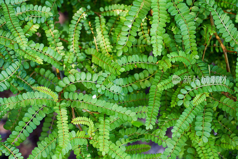 植树造林。