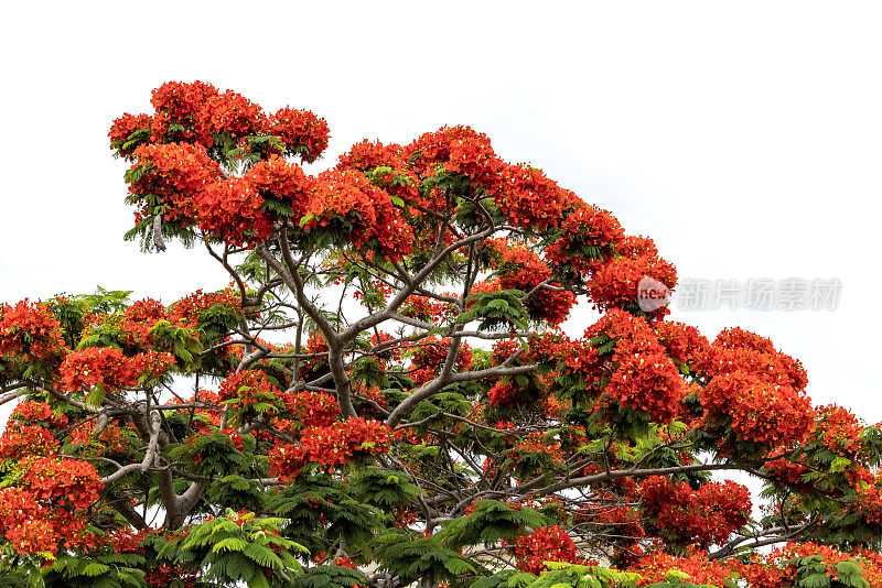 近距离开花火焰树与美丽的红色花朵，皇家Poinciana，白色背景与复制空间