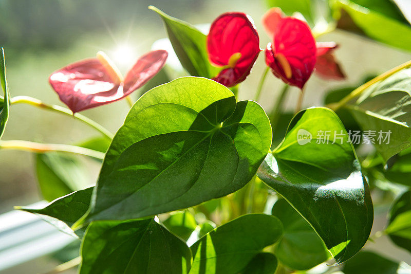 花烛属植物