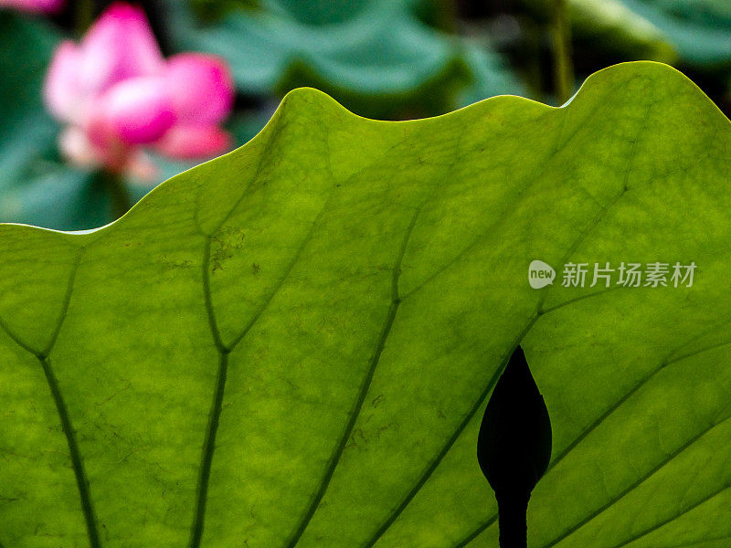 荷花的芽和叶