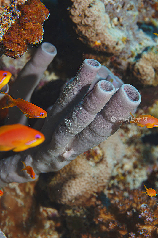 水下场景与火珊瑚和玫瑰管海绵。潜水者的观点。