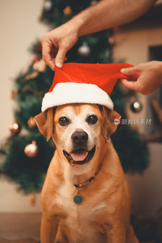 一名男子将圣诞老人帽子戴在一只年长的混血狗身上