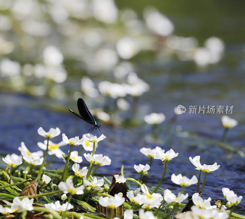 美丽的Demoiselle蜻蜓(Calopterix处女座)雄性