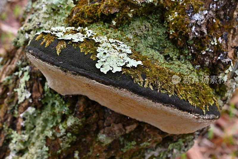 支架真菌与地衣和苔藓
