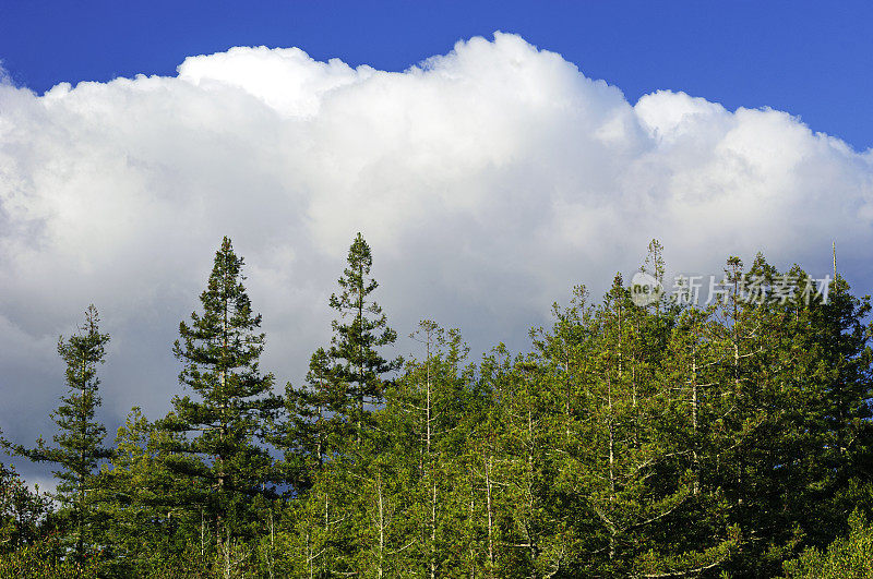 红杉树上的云景