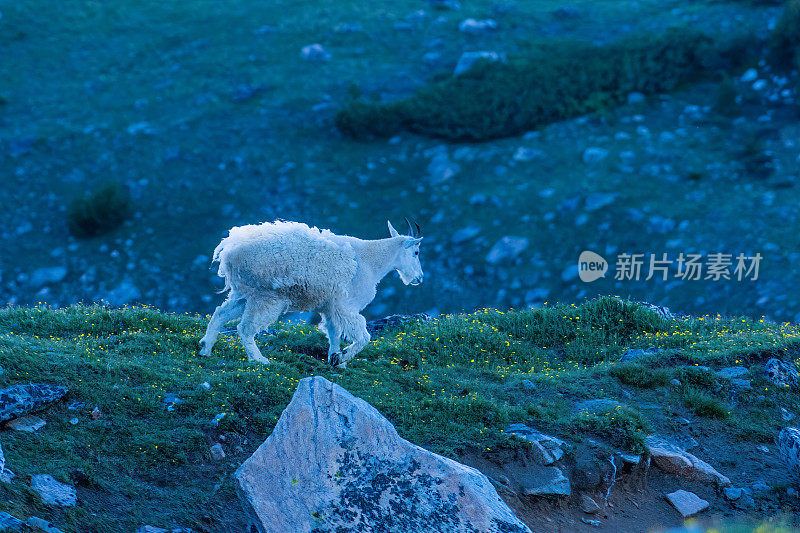 北美美国蒙大拿州熊齿地区，一只山山羊(雌性)站在岩架上寻找她的羊群