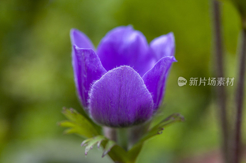 随着春天的到来，彩色的银莲花盛开的特写