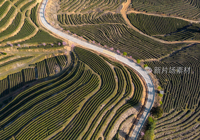 中国福州的高山茶园