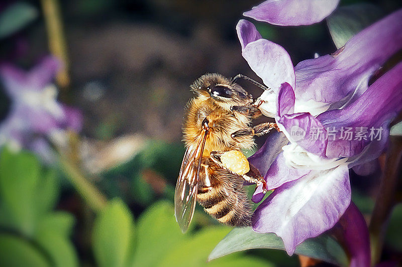 西方蜜蜂昆虫