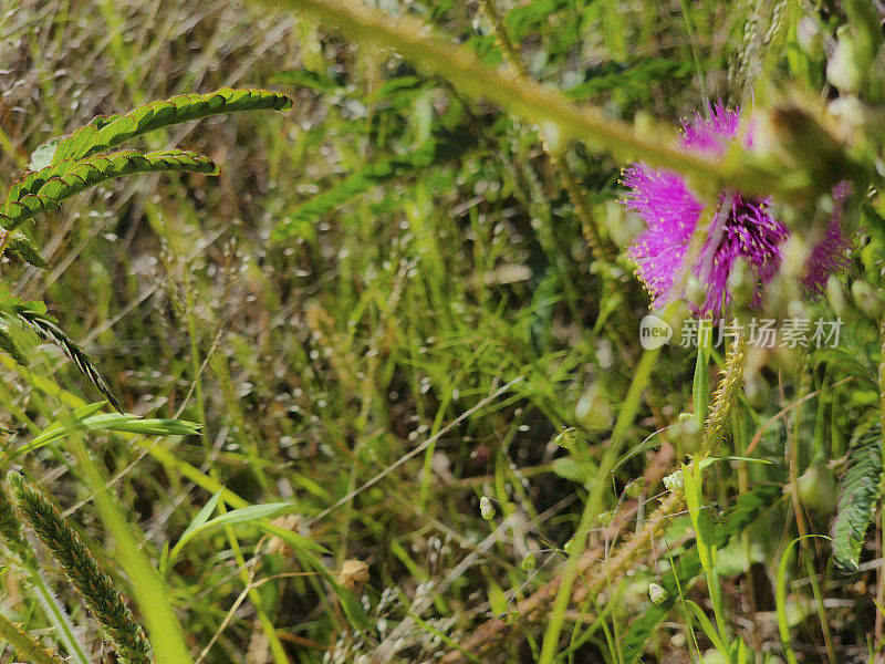 小野花沿着栅栏排。