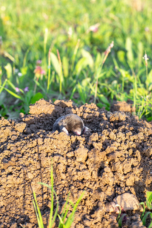 夏天的一天，小屋里的鼹鼠从鼹鼠丘洞里爬了出来。啮齿动物是植物和农作物的害虫