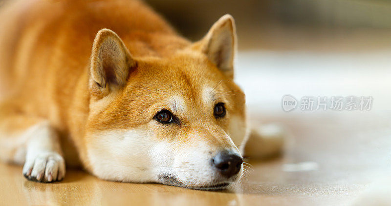 柴犬在地板上休息