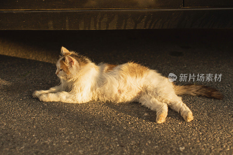 一只流浪猫躺在汽车下面