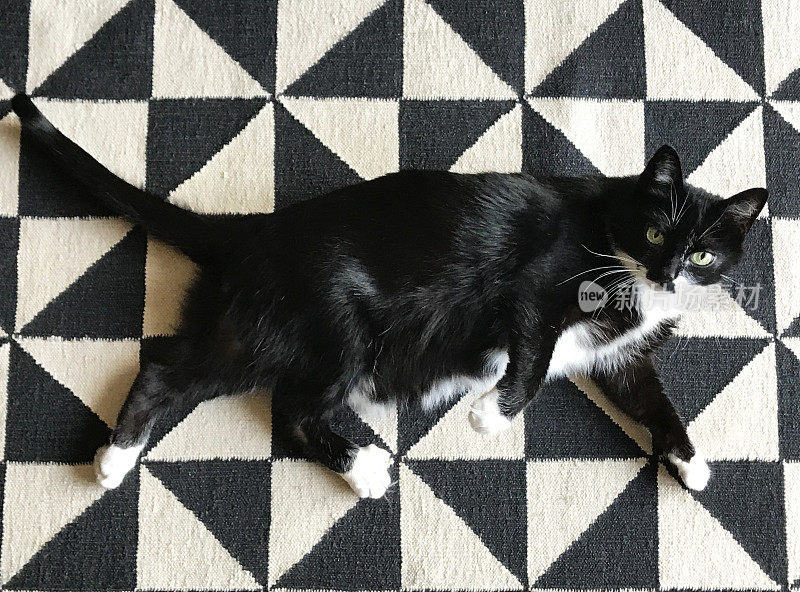 燕尾服猫休息室，与黑白地毯图案对齐