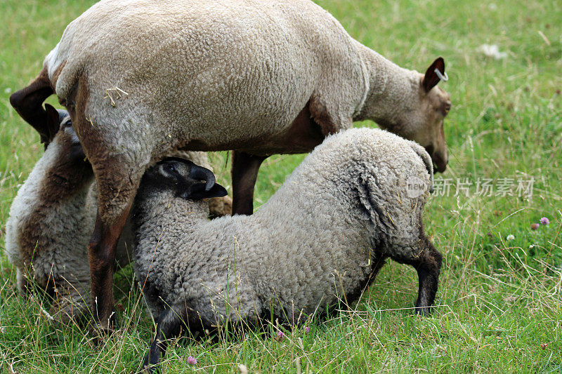 稀有品种设得兰羊母羊与乳羔