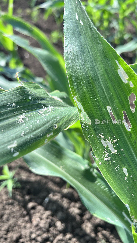 被昆虫破坏的玉米植株特写