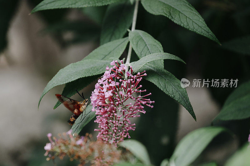 蜂鸟蛾正在吃蝴蝶丛花