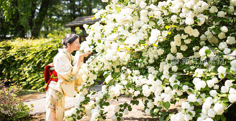 穿着和服的白人妇女站在一棵白花树旁