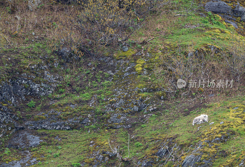 野生山羊在美国阿拉斯加基奈峡湾国家公园的美丽和戏剧性的风景