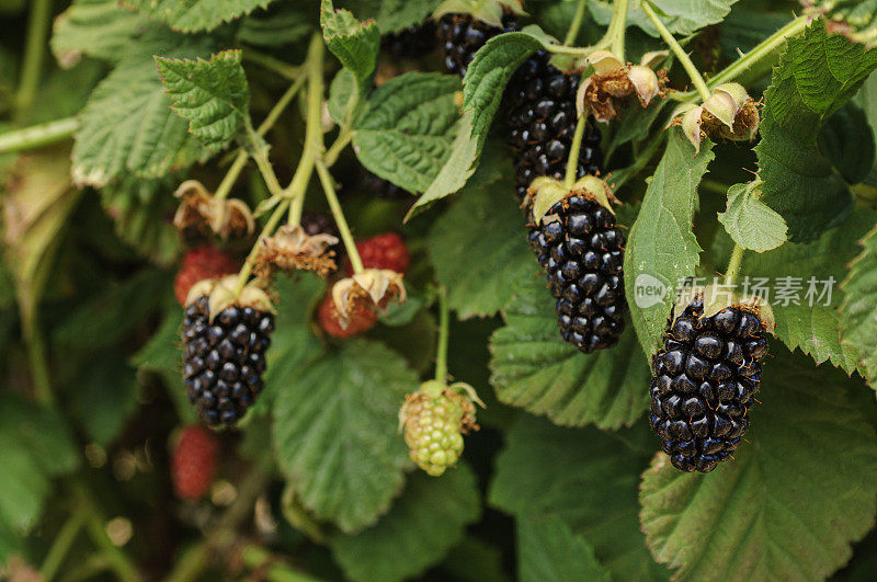 藤蔓上成熟的黑莓特写