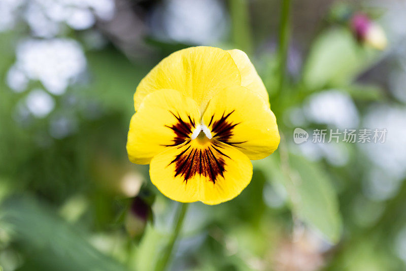 紫罗兰三色，微距照片的明黄色花