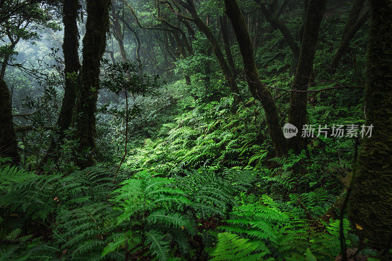 在特内里费岛联合国教科文组织生物圈保护区的阿纳加月桂林中徒步旅行