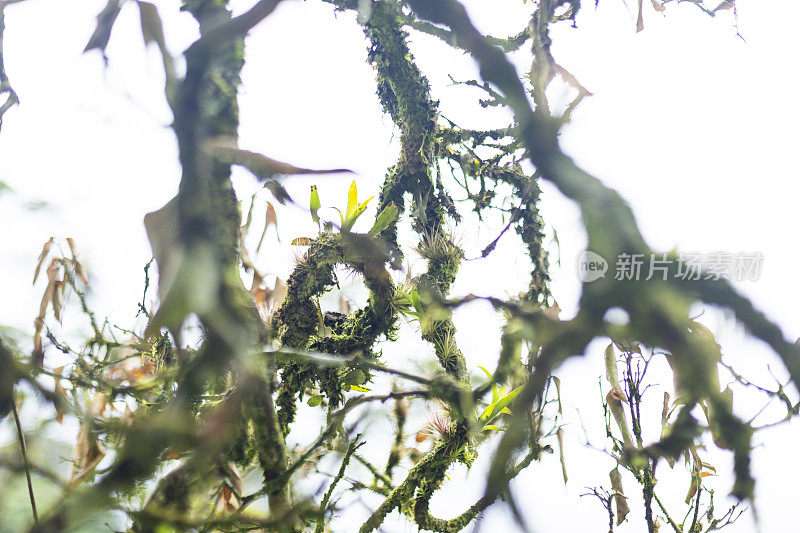 美丽的热带植被花园与棕榈叶，郁郁葱葱的绿叶在一个绿色的野生丛林，热带雨林背景概念为壁纸，美丽在大自然