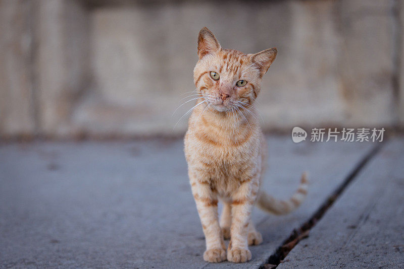 又脏又老的姜黄色流浪猫。