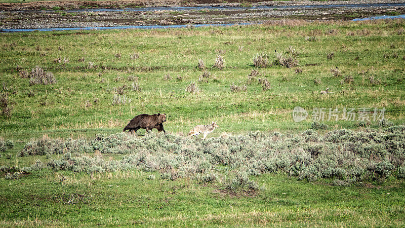 黄石公园，一只灰熊在追逐一只土狼
