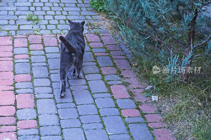 一只蓝色的美国缅甸猫沿着花园的小路散步。flatlay