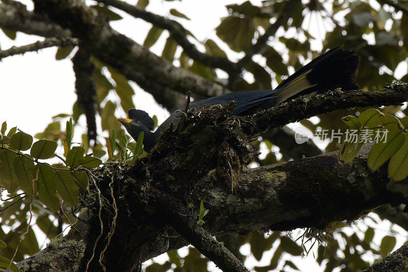 大蓝Turaco